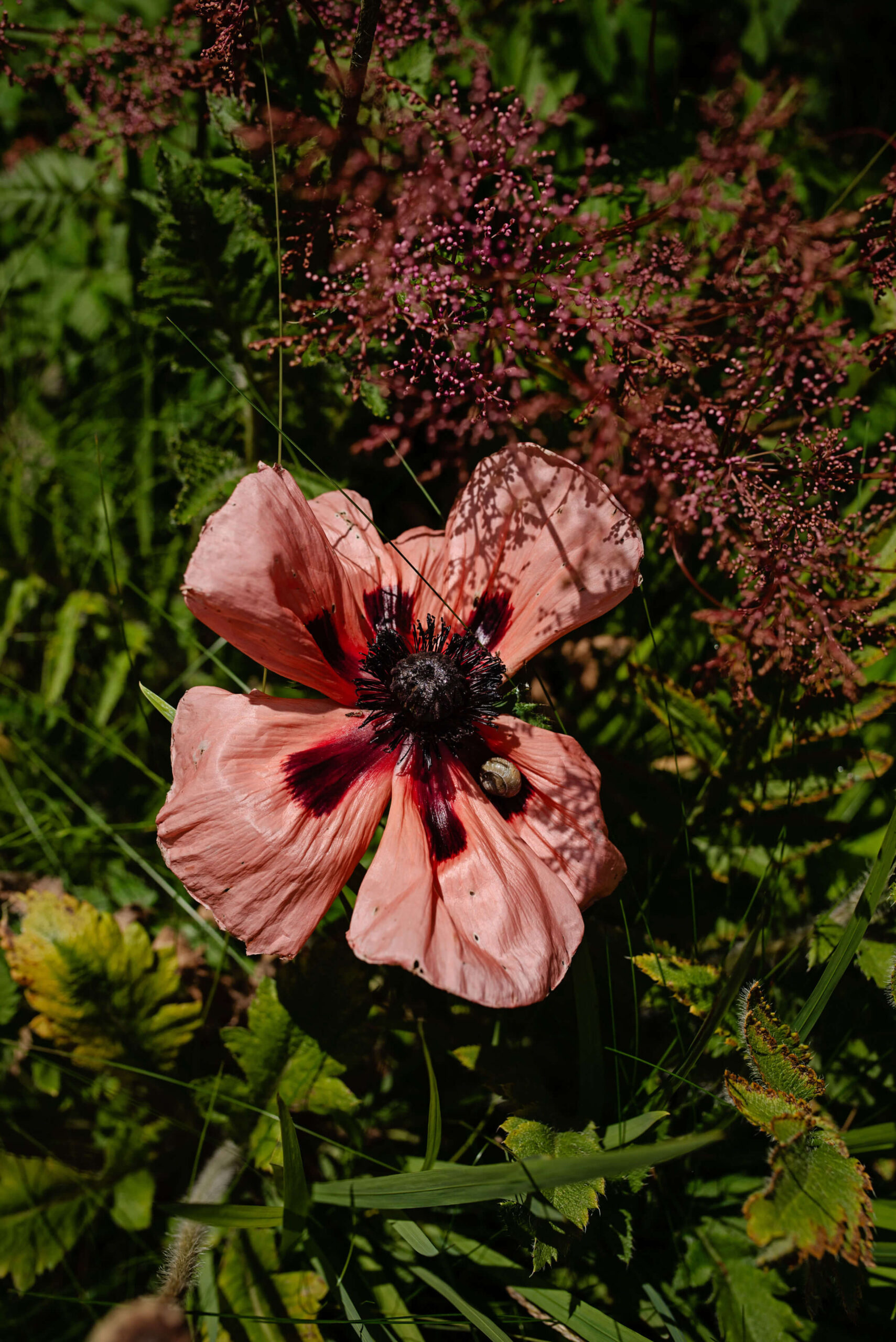 A poppy unfolding mirrors pain reprocessing therapy: from tight, protective closure to gradual openness, symbolizing how the brain relearns safety, softens fear, and allows pain to fade as awareness and calm replace threat.